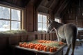 donkey enjoying frosty carrots in a barn Royalty Free Stock Photo