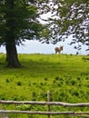 Donkey enjoys landscape view and a green grass off course Royalty Free Stock Photo