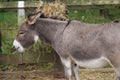 Donkey - Equus africanus asinus Royalty Free Stock Photo