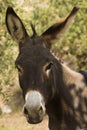 Donkey - Equus Africanus Asinus Royalty Free Stock Photo