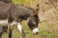 Donkey - Equus Africanus Asinus Royalty Free Stock Photo