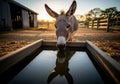 A donkey (Equus africanus asinus) is drinking from a rectangular water trough on a farm during Royalty Free Stock Photo