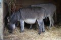 Donkey - Equus africanus asinus Royalty Free Stock Photo