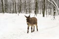 Donkey  Equus africanus asinus  walking in the snow in winter forest Royalty Free Stock Photo