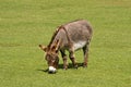 Donkey, Equus asinus asinus Royalty Free Stock Photo