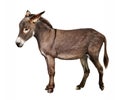 The donkey Equus asinus Royalty Free Stock Photo