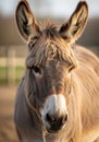 A donkey (Equus asinus) with greyish-brown fur stands outdoors, facing the camera. Its Royalty Free Stock Photo