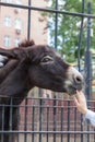 Donkey Equus asinus in the Moscow Zoo Royalty Free Stock Photo