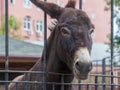 Donkey Equus asinus in the Moscow Zoo Royalty Free Stock Photo