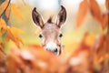donkey with erect ears framed by autumn-colored leaves
