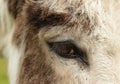 Donkey eye Royalty Free Stock Photo