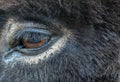 Donkey Eye Royalty Free Stock Photo