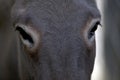 Donkey eye close up front view Royalty Free Stock Photo