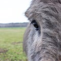 Donkey Royalty Free Stock Photo