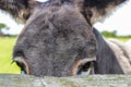 Donkey Eyes Closeup Royalty Free Stock Photo