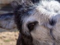 Donkey face close up, eye ear wool. Royalty Free Stock Photo