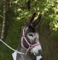 Donkey face close up side view Royalty Free Stock Photo