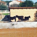 Donkey family