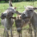 Donkey Family