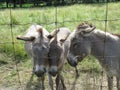 Donkey Family at the farm