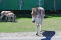 Donkey family grazing
