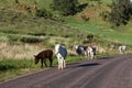 Donkey Family Next to the Road