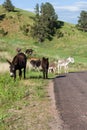 Donkey Family Next to the Road