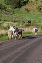 Donkey Family in the Road