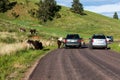 Donkey Family in the Road