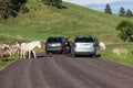 Donkey Family in the Road