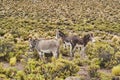 A donkey family standing between bushes and shrubs in the highlands of the Andes in Chile.