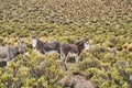 A donkey family standing between bushes and shrubs in the highlands of the Andes in Chile.