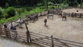 Donkey farm. Aerial drone view flight over many donkeys in corral on donkey