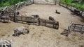 Donkey farm. Aerial drone view flight over many donkeys in corral on donkey