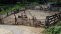 Donkey farm. Aerial drone view flight over many donkeys in corral on donkey