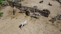 Donkey farm. Aerial drone view flight over many donkeys in corral on donkey