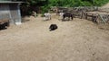 Donkey farm. Aerial drone view over many donkeys standing and lying in corral