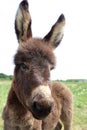 Donkey Farm Animal brown color standing on field grass