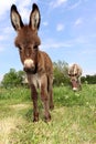 Donkey Farm Animal brown color standing on field grass