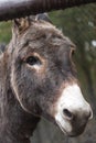 Donkey Farm Animal brown colour close up cute pet