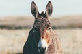 Donkey Farm Animal brown colour at prairie close up head