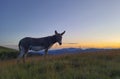 A donkey farm animal walks on a mountain meadow with tall grass at sunset.