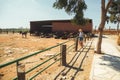 Donkey farm in arid terrain. Caucasian girl looking at donkeys eating hay next to the wooden fence in rural area. Adventure on the Royalty Free Stock Photo