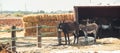 Donkey farm in arid terrain. Donkeys eating hay next to the wooden fence. Adventure on the farmland during vacation. Sunny day and Royalty Free Stock Photo