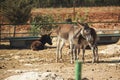 Donkey farm in arid terrain. Donkeys eating hay next to the wooden fence. Adventure on the farmland during vacation. Sunny day and Royalty Free Stock Photo