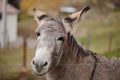 Donkey on the farm behind the fence Royalty Free Stock Photo