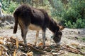 Donkey on a farm Royalty Free Stock Photo