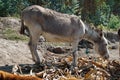 Donkey on a farm Royalty Free Stock Photo