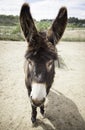 Donkey on a farm Royalty Free Stock Photo