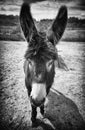 Donkey on a farm Royalty Free Stock Photo